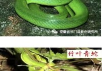 三亚毒蛇咬伤悲剧敲响警钟!这些保命常识后天就得记牢