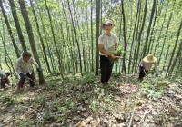 “绿盈金州·生态富民” 民生林业为安康城乡发展持续赋能