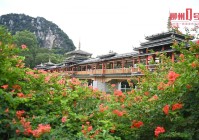 羊蹄甲的叶凤凰般的花!柳州这些花开得热情似火花期超长