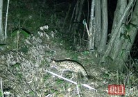 红外相机捕捉豹猫戏蝶瞬间