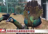 国际生物多样性日|人工繁育、破解“声纹密码” 我国生物多样性保护“上大分”