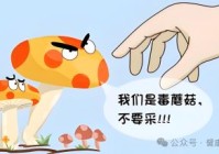 争做新时代文明兴安人 夏季预防食用野生蘑菇中毒小常识
