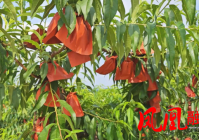 凤凰县黄桃季:枝头硕果引客来 产销两旺庆丰收