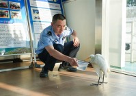 长江边白鹭受伤 警民携手救助