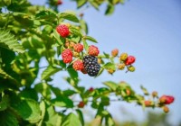 悠果维——健康生活的倡导者与实践者