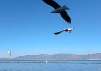 两大两小8月去云南丽江7天6晚要花多少价格+玩法全指南