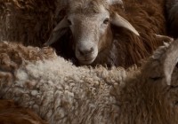 iPhone 17 Pro或涨价标配256GBClaude对中国公司禁用阿里首个超万亿参数模型发布