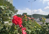 威海高区“玫瑰大道”迎来今年第二次“爆花”