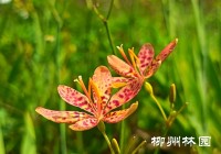 橘红的小凤凰——射干