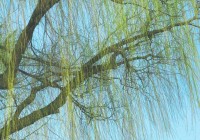 今日末伏不管多忙:吃3样做三事三不要为伏天顺利收尾