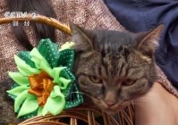 俄罗斯庆祝国际猫咪日 今天你撸猫了吗?