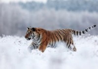 为啥四条腿动物跑得快