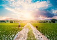 全域发力 城阳区高品质打造都市现代型乡村振兴片区