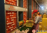 广西日报贵港头条|规划年产鸡蛋3468亿枚!你爱吃的富硒鸡蛋可能来自这里