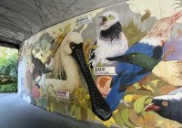 探寻位于城市腹地的自然公园： 福田红树林生态公园