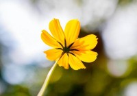 枕边人有外心后背叛者眼里最廉价的原配:2个特质非常明显