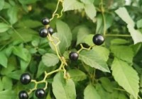 马陵九道湾水源地中草药之绞股蓝：药食同源的“南方人参”