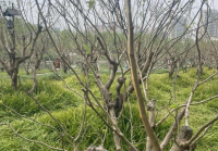 一只蚕宝宝 如何让孩子懂得成长、责任与死亡?