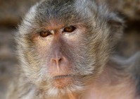 10只中国猴子悲惨经历曝光 牵出德国车企大丑闻