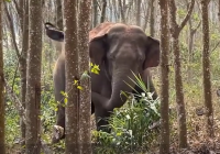 【新闻早茶】今日处暑(不想吃饺子)!还有这些热点……