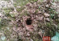 罕见!湖北长阳发现“蛛圆章”