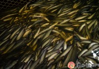 广西日报贵港头条 陆地溪流皆可养