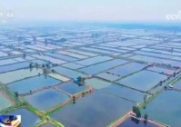 央视聚焦!农机田间作业白鹭翩跹觅食