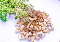 每天吃一点花生对身体健康有什么益处?看看医学专家怎么说