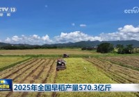 2025年全国早稻产量5703亿斤