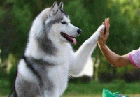 哈士奇不能吃什么