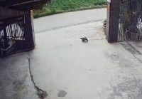 养了三十多年的鳄龟被过路司机抱走 主人恳求“不要杀它” 警方介入